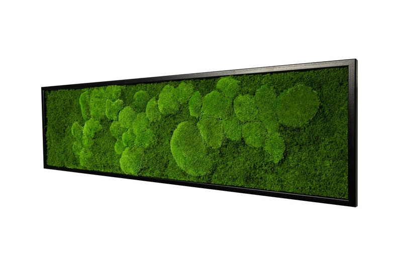 Moss image with preserved spherical and flat mosses 140 x 40 cm