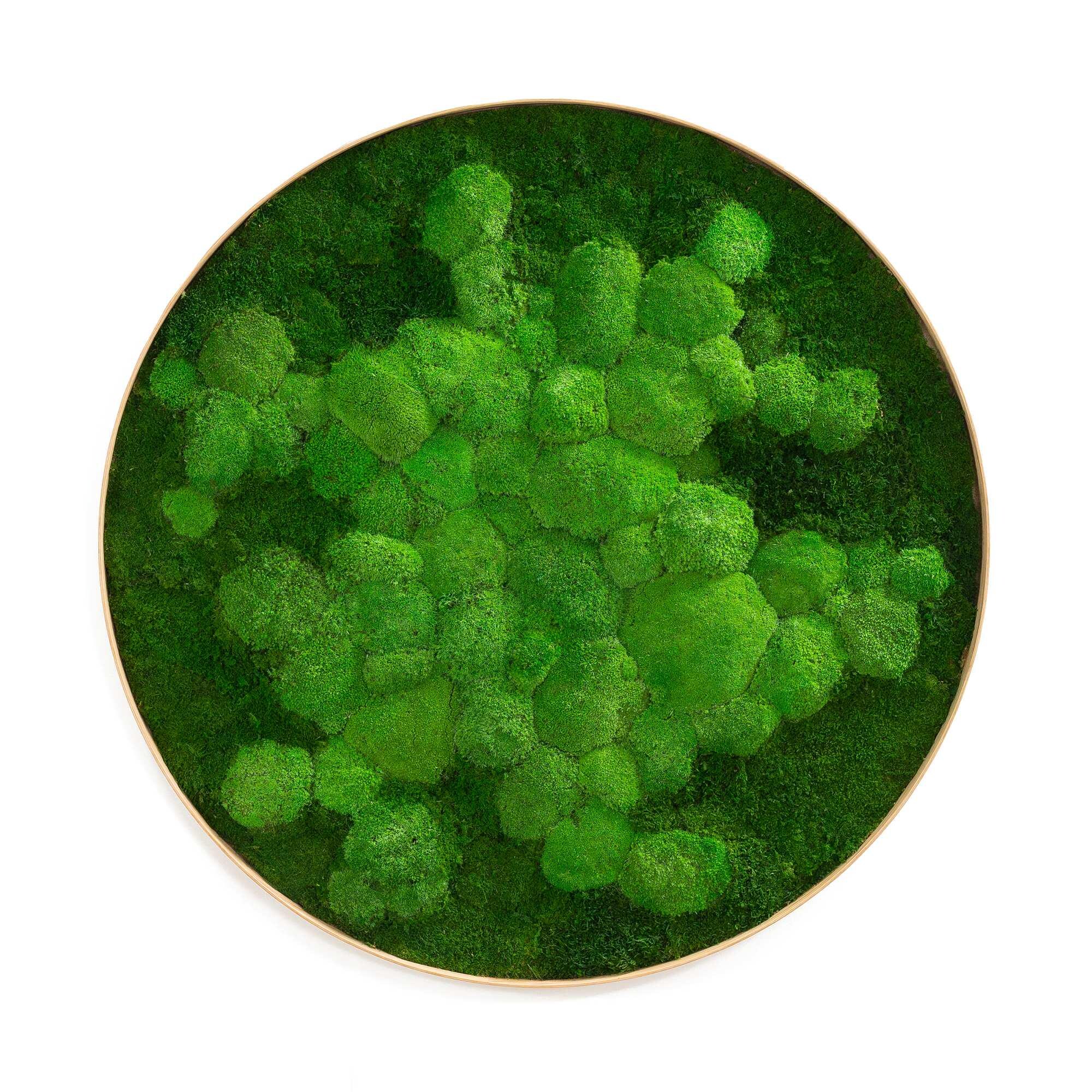 MOSS モス FIFTY BALANCE FIFTY Round Moss Picture Fifty Fifty Design (flat Moss With Ball Moss