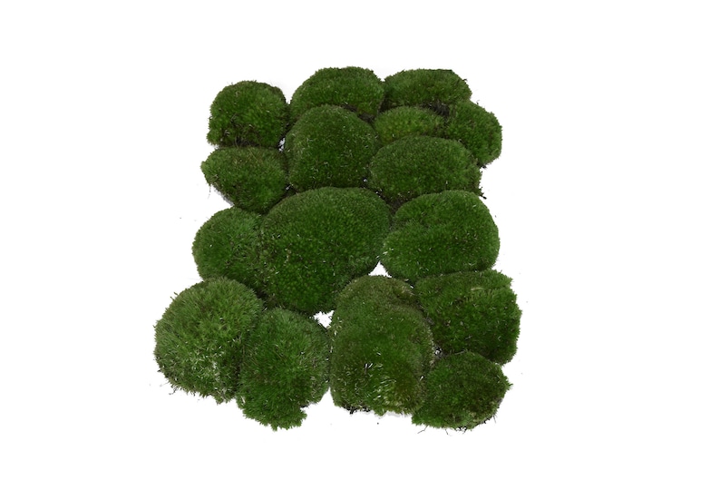 Box 40x30x8 cm Ball Moss Fresh Moss for Decoration Bollen Moss Moss Balls Easter Decoration Spring Decoration Moss Pillow Moss Hill Moss image 3