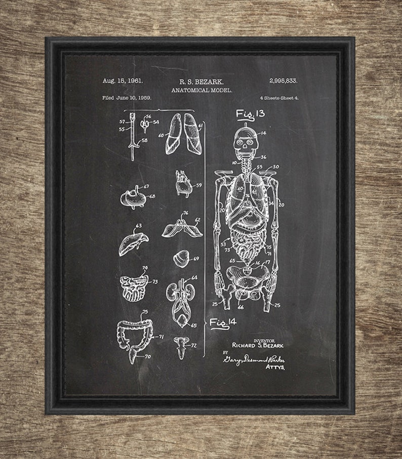Printable Human Anatomy Art Set of 4 Designs Doctor Wall Art - Etsy