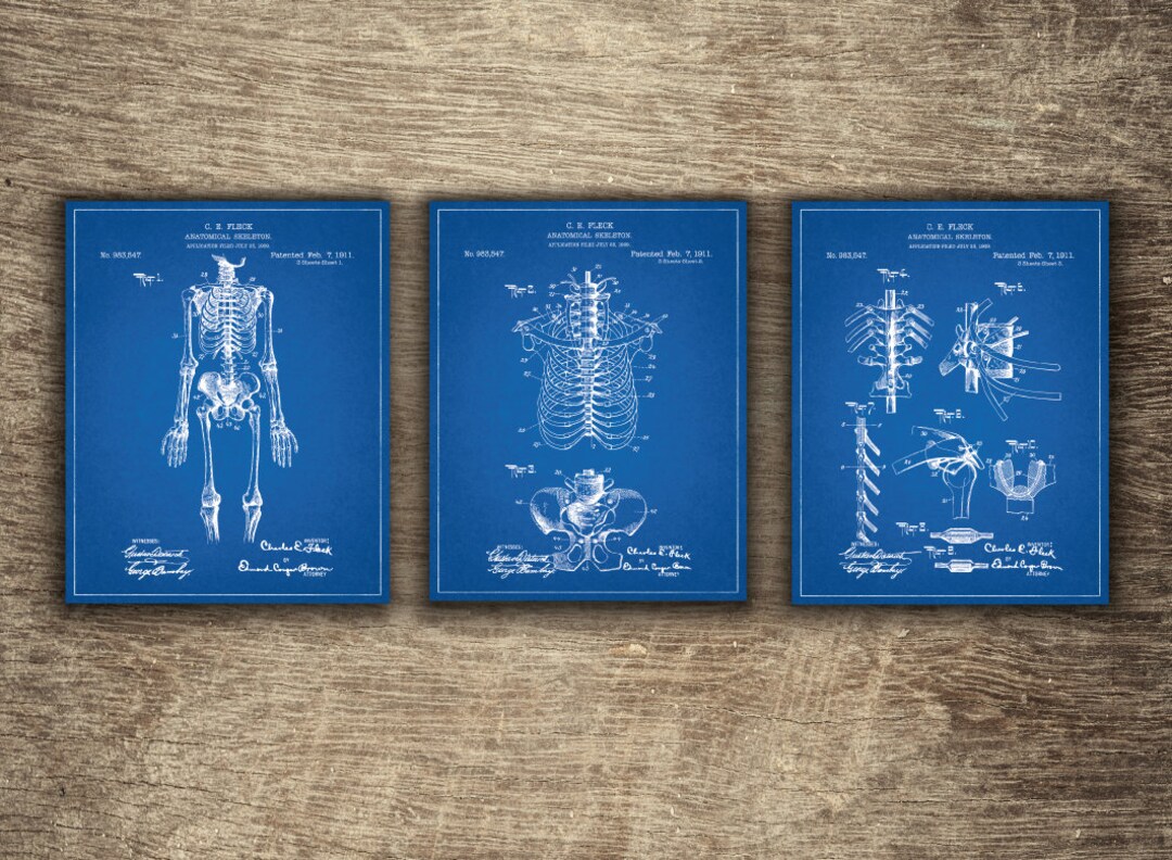 Human Anatomy Blueprint Poster Nursery Wall Decor Poster Skeleton Wall
