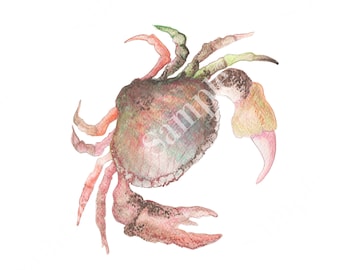 1 png MULTICOLOUR  CRAB