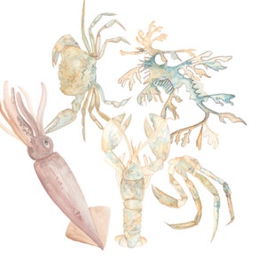 5  png SEA ANIMALS