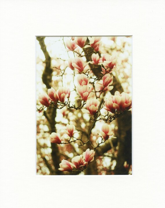 Magnolia Flor Mate Impresion Pared Arte Primavera Flores Etsy