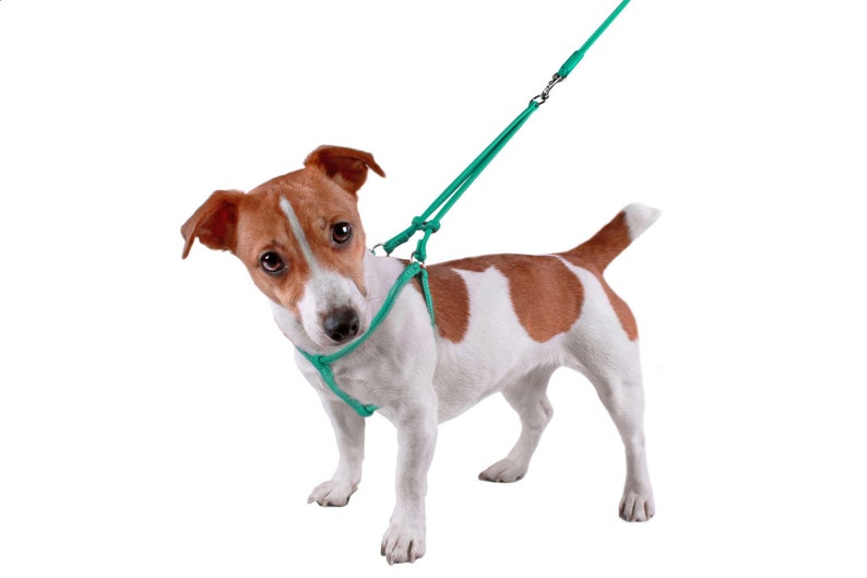 x small dog harness