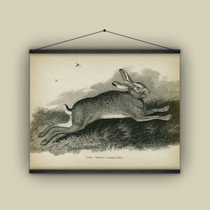 Rabbit, bunny, hare, wall hanging, pull down chart, nursery decor, animal art, vintage image, natural history, 1811, bugs