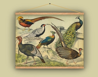 孔雀、キジ、野生の七面鳥、鳥、壁掛け、プルダウンチャート、1880 年代、自然史、自然、ビンテージ画像、アンティークアート