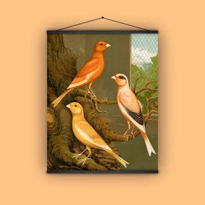 May include: Three yellow and orange birds perched on branches. The birds are in a vintage style illustration with a green background.