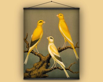 カナリア、鳴鳥、壁掛け、バナー、室内装飾、自然史、プルダウンチャート、ポスター、プリント、1880 年代、ヴィンテージ、アンティーク、黄色、チャート