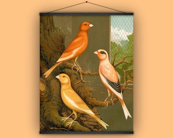 カナリア、鳴鳥、チャート、壁掛け、プルダウンチャート、室内装飾、自然史、ヴィンテージ、アンティーク、ポスター、プリント、1880 年代、オレンジ