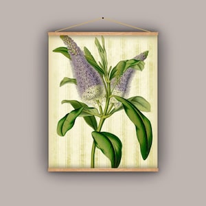 Garten, Blumen, lila, Botanik, 1860er Jahre, Wandbehang, Diagramm, schulkarte, Vintage Bild, antike Kunst, Naturgeschichte herunterziehen