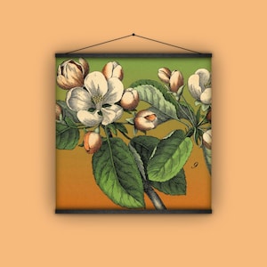 Blumen, Botanik, Apfelblüten, Garten, Wandbehang, Banner, antik, Vintage, Naturgeschichte, herunterziehen Diagramm