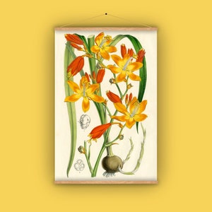 Crocosmia, flower bulb, gift for gardener, natural history, botanical, orange, nature, garden, wall hanging, vintage, antique