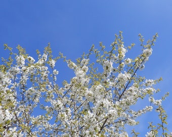 Spring Blossom Photo Greetings Card