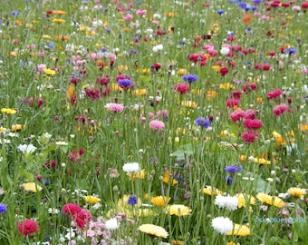 Wild Flowers Summer Photo Greetings Card