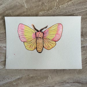 Rosa Ahorn Motte ORIGINAL Aquarell Illustration