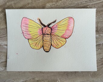 Rosy Maple Moth ORIGINAL watercolor illustration