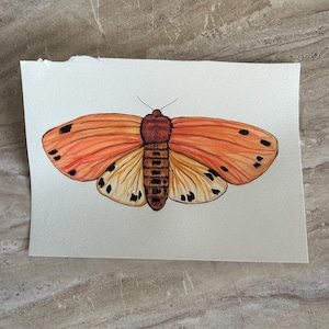 Isabella Tiger Moth ORIGINAL Aquarell-Illustration
