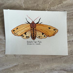 Isabella Tiger Moth ORIGINAL Aquarell-Illustration