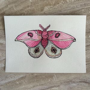 Rosa Bullseye Moth Original Aquarell-Illustration