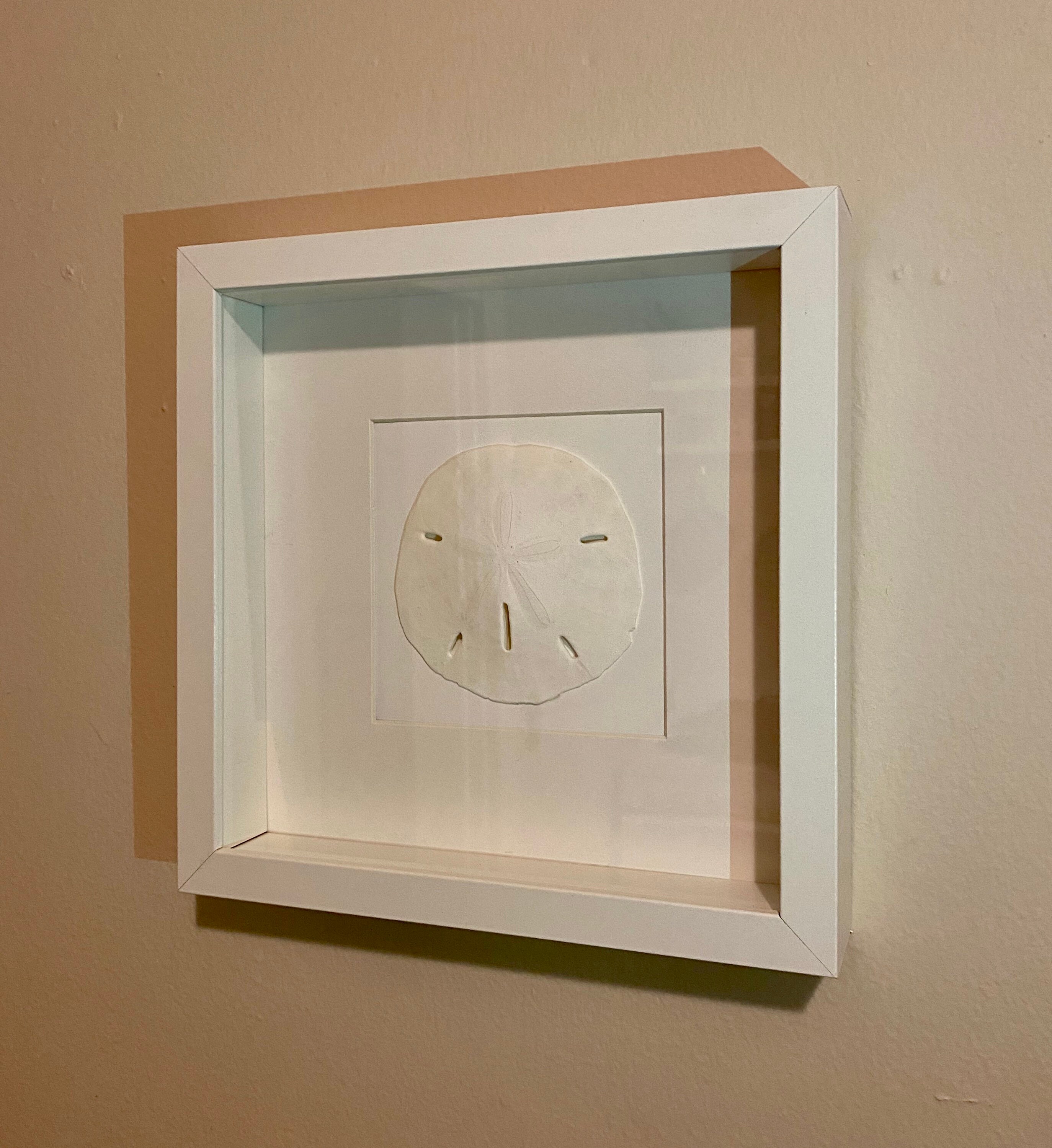 Real Sand Dollar Shadow Box Etsy