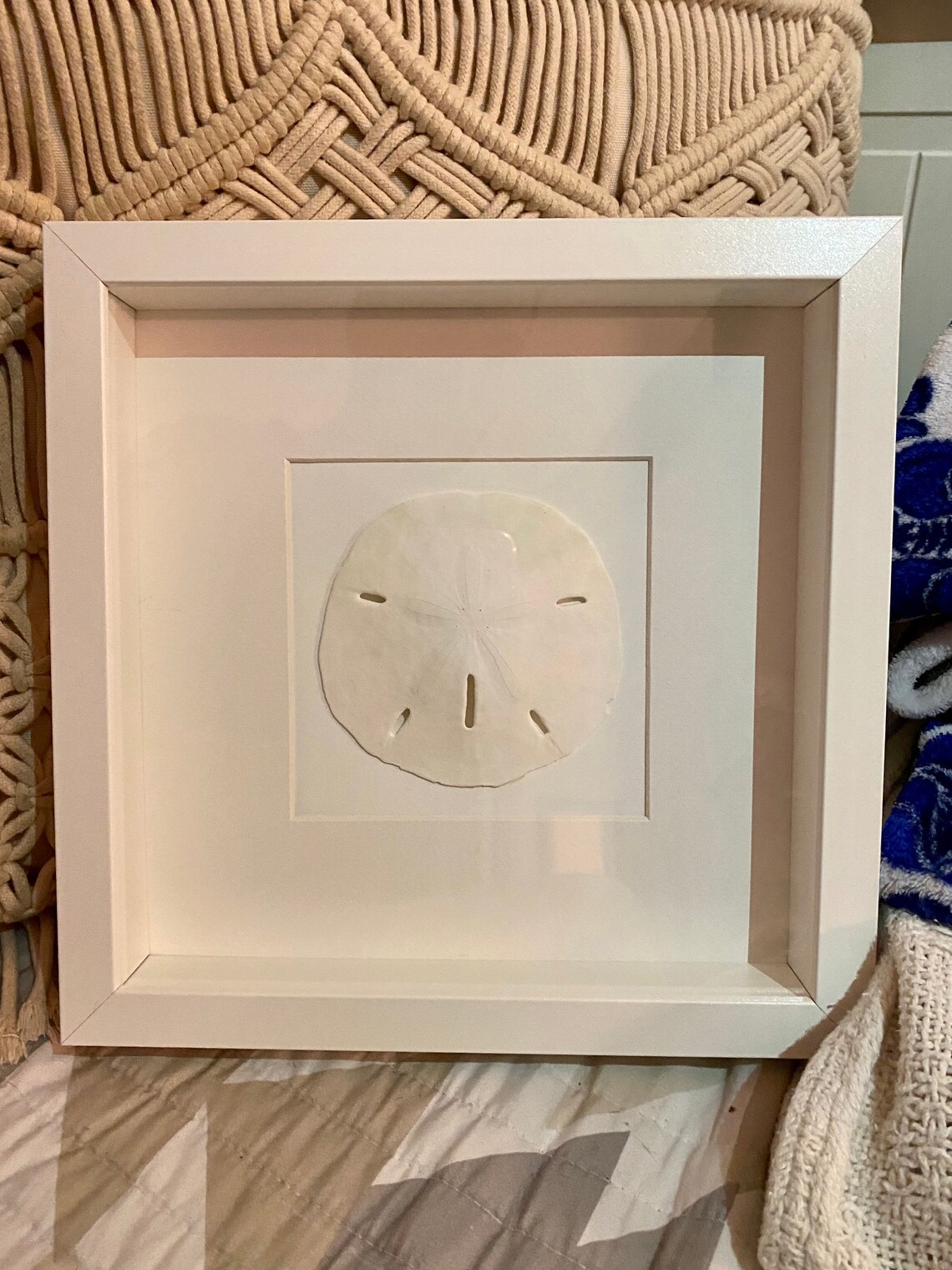 Real Sand Dollar Shadow Box Etsy