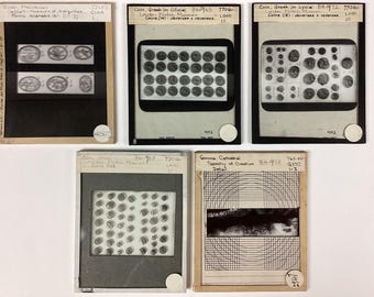 Set of 5 Museum Archive Lecture Glass Slides