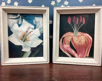 Pair of Vintage Botanical Framed Images