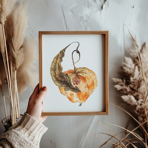 Könnte beinhalten: Ein gerahmter Druck eines Aquarells einer einzelnen orangefarbenen und gelben Chinesischen Laternenpflanze mit grünen Blättern.
