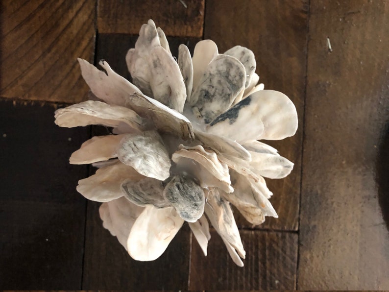 Oyster Shells Oyster Shell Home Decor Oyster Blossom Home Etsy oyster-shells-oyster-shell-home-decor-oyster-blossom-home-etsy