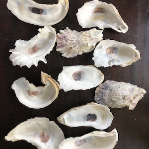 May include: A collection of ten oyster shells, some with a natural white color and others with a light brown hue. The shells are arranged on a dark brown surface.