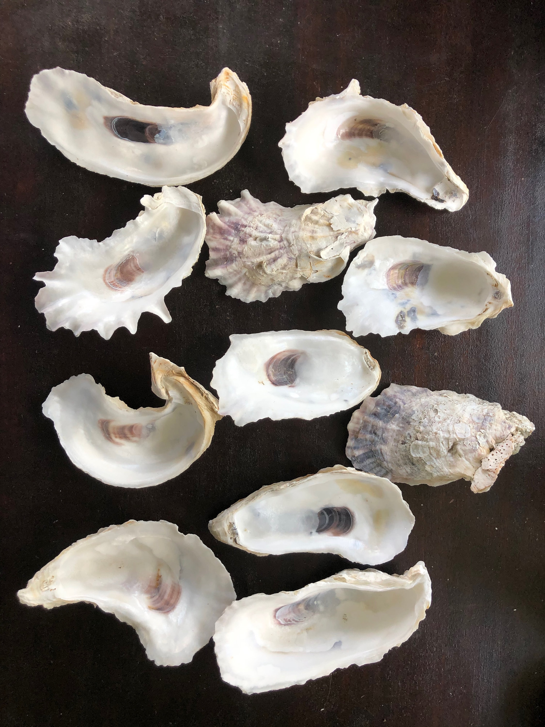 Large Oyster Shells Individuals or small groups 4 6 inches Etsy