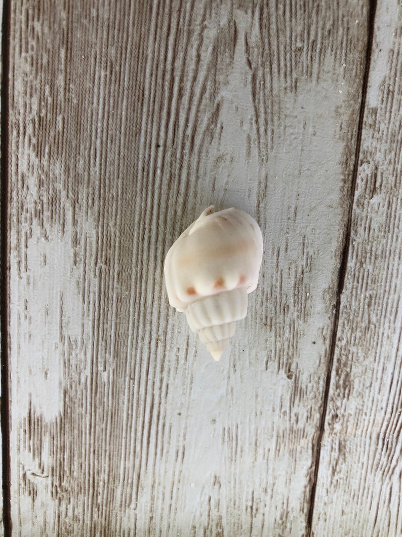 and coastal decor perfect for beach weddings Small white and off white Sea Shells snail shells crafts Baby Conchs