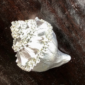 May include: A silver seashell with a decorative design of rhinestones.