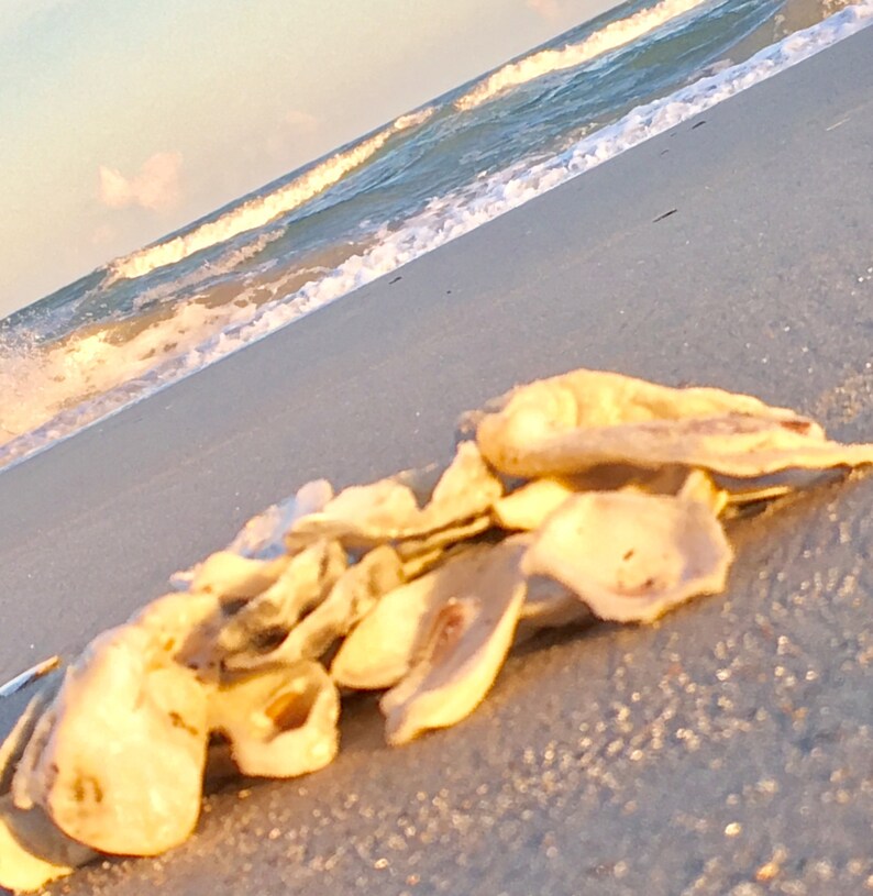 50 Oyster Shells / Perfect for crafts or decor 2.5 4.5 | Etsy