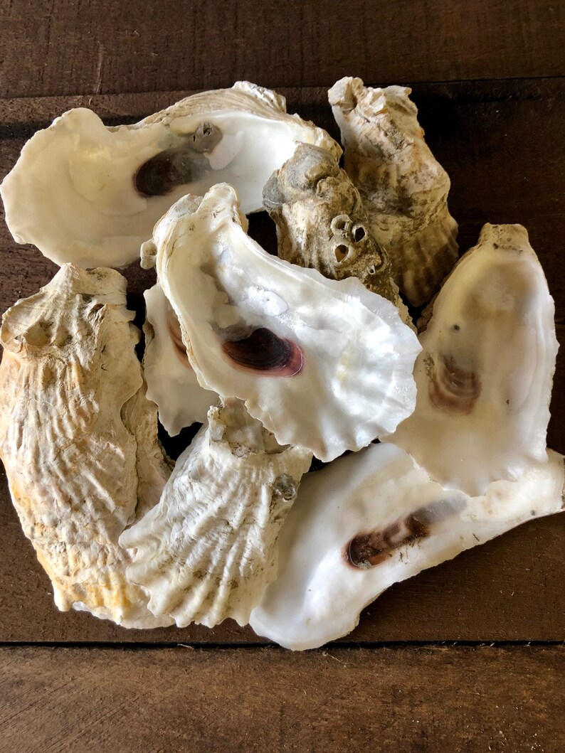Large Oyster Shell 2.5 to 4.5 inches Etsy