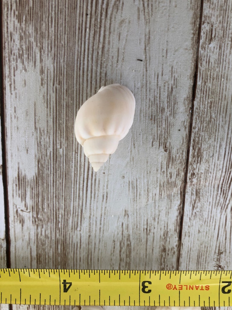 and coastal decor perfect for beach weddings Small white and off white Sea Shells snail shells crafts Baby Conchs