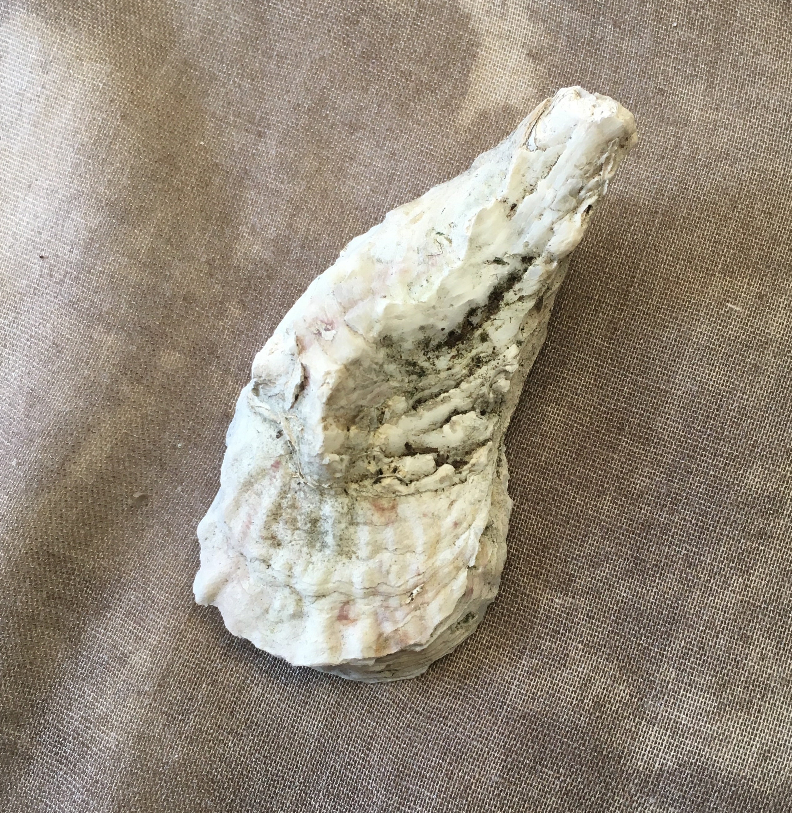 Shell Name Place Setting Personalized Natural Oyster Shell / Place Cards / Name Place Setting ...