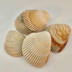 May include: A group of five seashells, all with a similar shape and texture. The shells are a light beige color with brown stripes and a slightly iridescent sheen.