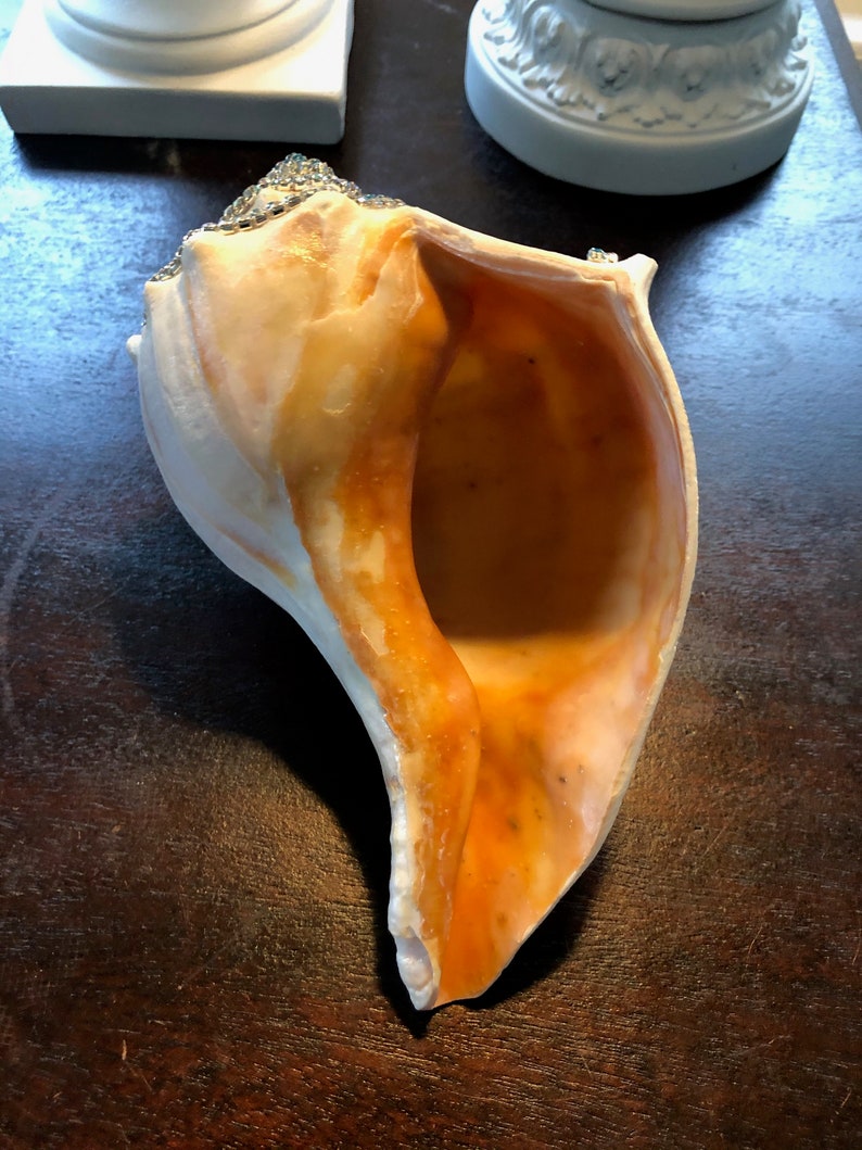 Large Rhinestone Embellished Shell Beautiful Atlantic Whelk - Etsy