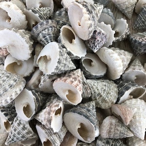 Small Natural Trochus Snail Shells (25) Coastal Home Decor, Seashells,  Seashell Supply,  Snail Shells, Echinellopsis grandinatus