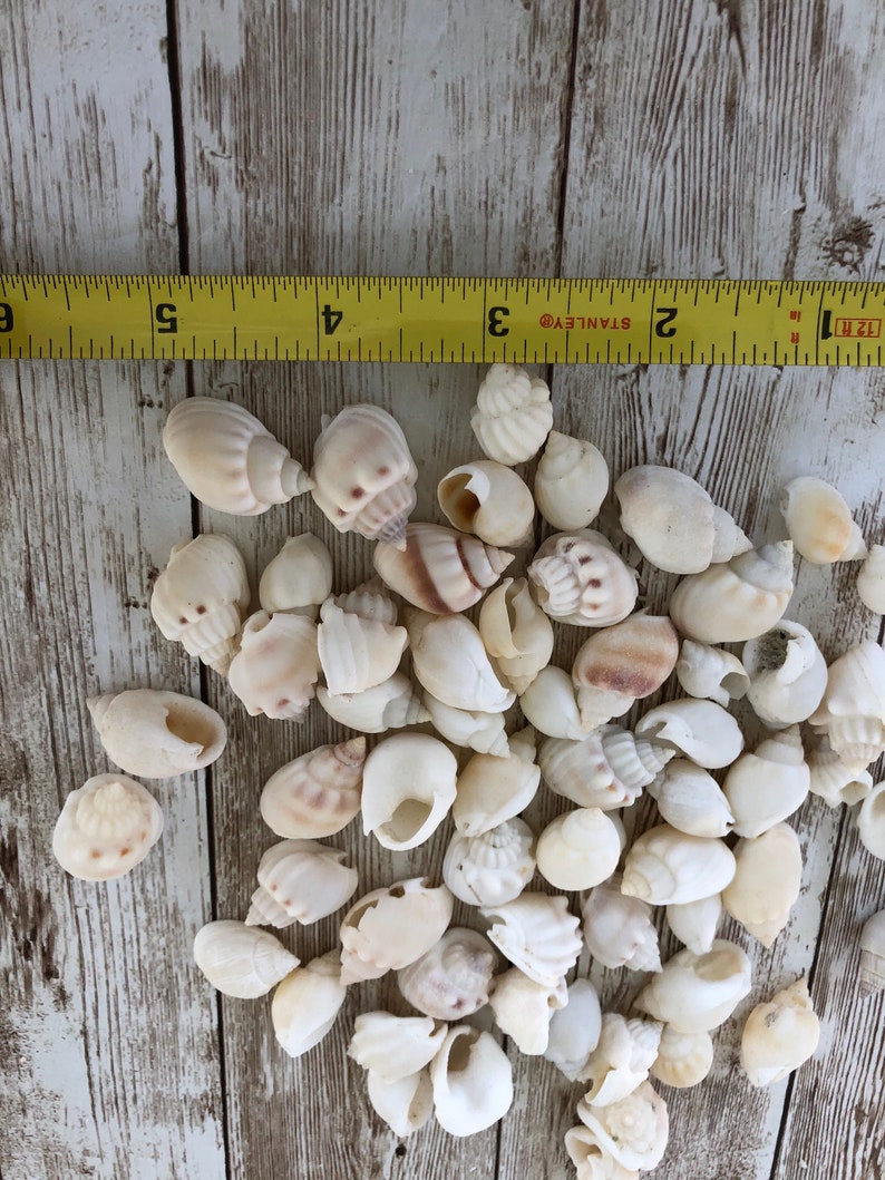 and coastal decor perfect for beach weddings Small white and off white Sea Shells snail shells crafts Baby Conchs