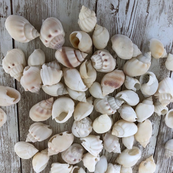 Small white and off white Sea Shells, snail shells, Baby Conchs, perfect for beach weddings, crafts, and coastal decor