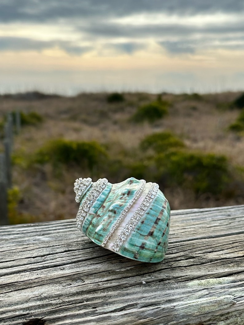 Large Shell Polished Jade Turbo Shell With Pearl Band Embellished With ...