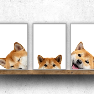 Japanese Shiba Inu dog print poster wall art gift present peepers triple pack
