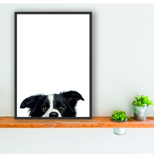Border Collie dog print poster wall art present gift peeper 2