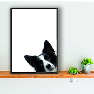 Border Collie dog print poster wall art peepers 3