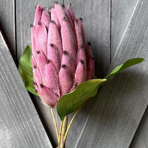 May include: A pink protea flower with a textured, velvety appearance. The flower has dark tips and is accompanied by green leaves. The stem is a light brown color. The background is a gray wooden surface.