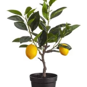 May include: A potted lemon tree with bright yellow lemons and green leaves. The tree is in a black pot, and the trunk is brown. The lemons are a vibrant yellow, and the leaves are a deep green.