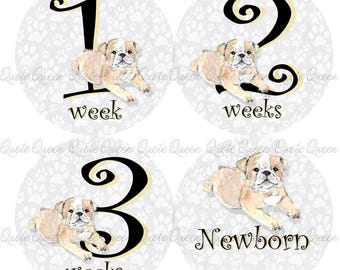 Baby Bulldog Monthly Stickers, 12-Month  Photo Milestones, 4-Inch Pre-Cut Set
